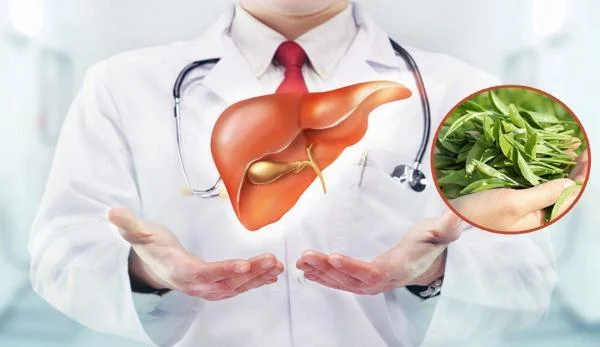 Muốn cho sức khoẻ tốt thì gan phải sạch