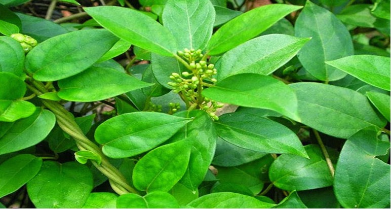 bệnh tiểu đường