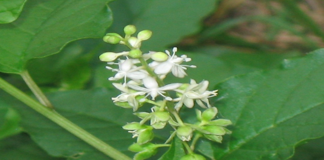 NHUỘM TÓC CÓ HẠI KHÔNG? 